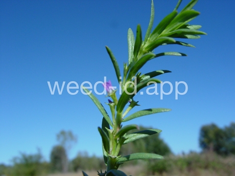 loosestrife, hyssop